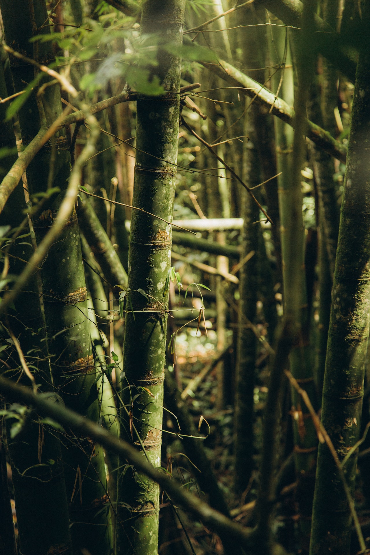 You are currently viewing En bambus sengegavl til dig der elsker bæredygtighed og natur